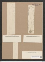 Pleurosigma stuxbergii Cl. et Gr. (de-Toni-Nr.: Genus 13, Species 1053) Zeichnungen Sammlung Grunow Nr. 1894 (NHMW-BOT-W0369010)